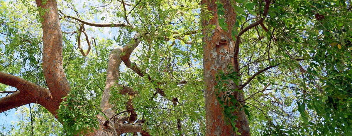 Woody Plant Pest Scavenger Hunt